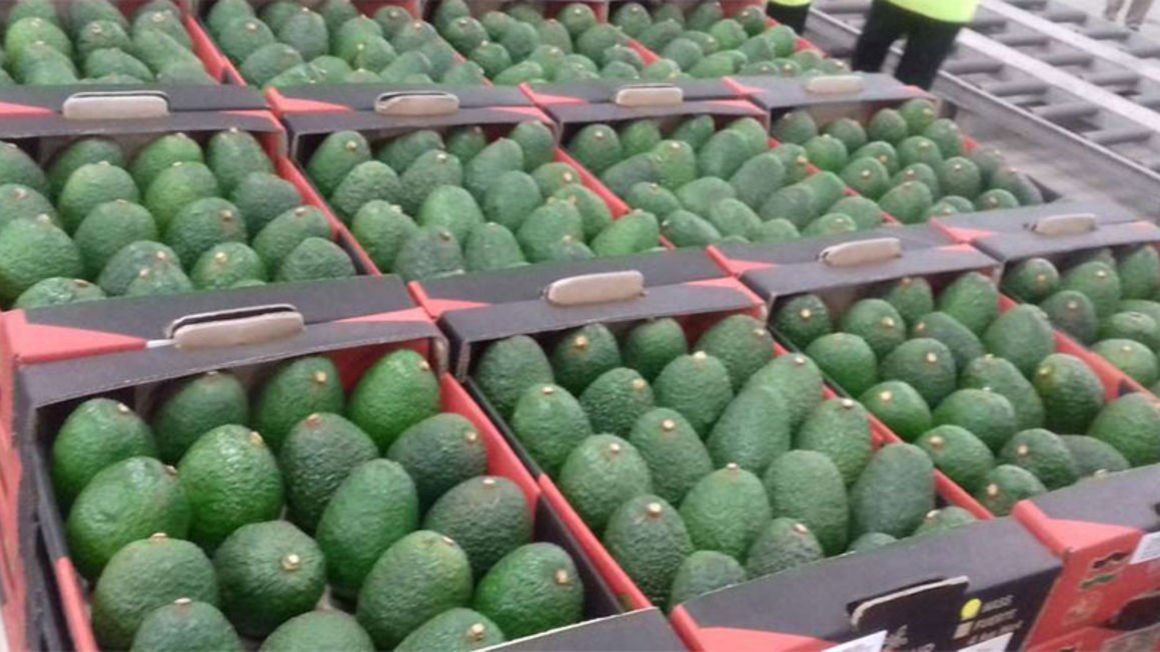 Avocado export: how Ghana can cash in on the growing Africa-China food ...